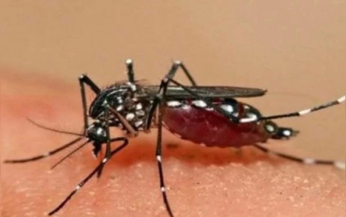 Hingga Pekan Kedelapan 2022, Sebanyak 164 Penduduk Meninggal Dunia Akibat Dengue