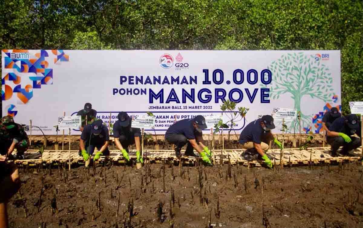 BRI dan PPATK Tanam 10.000 Mangrove di Bali