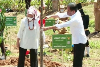 Presiden Jokowi Tanam 34 Pohon Khas Seluruh Provinsi di Indonesia