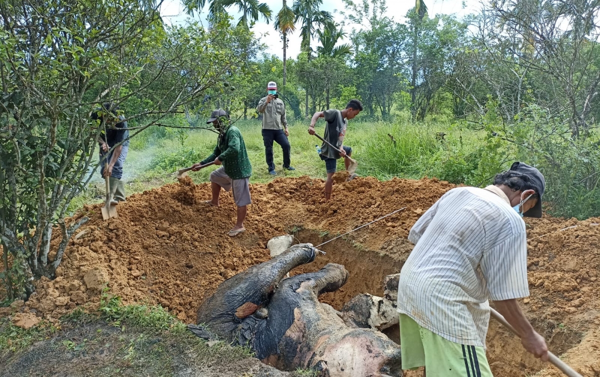 2 Gajah Sumatera Ditemukan Mati di Aras Napal Langkat