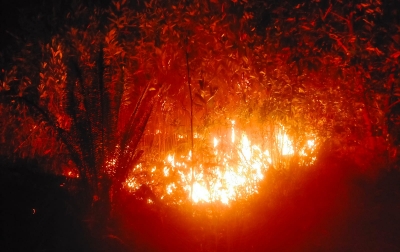 BREAKING NEWS: Bukit di Sitamiang Baru Padangsidimpuan Terbakar