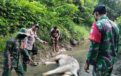 Seekor Gajah Ditemukan Mati di Aliran Sungai
