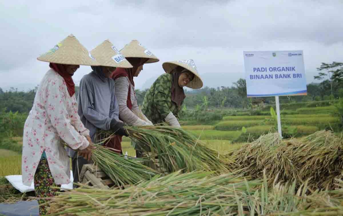 Pembiayaan Ultra Mikro Selamatkan Petani dari Jeratan Renternir