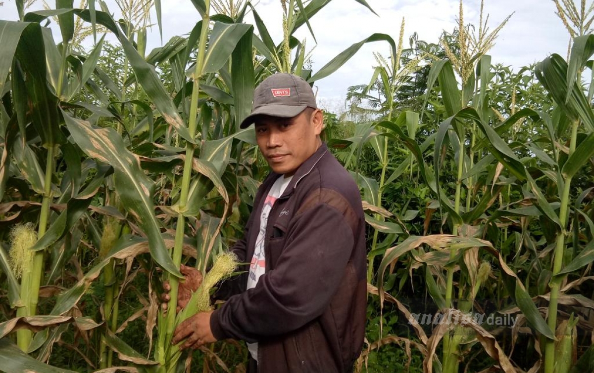 Budidaya Jagung Organik, 2 Bulan Sudah Panen