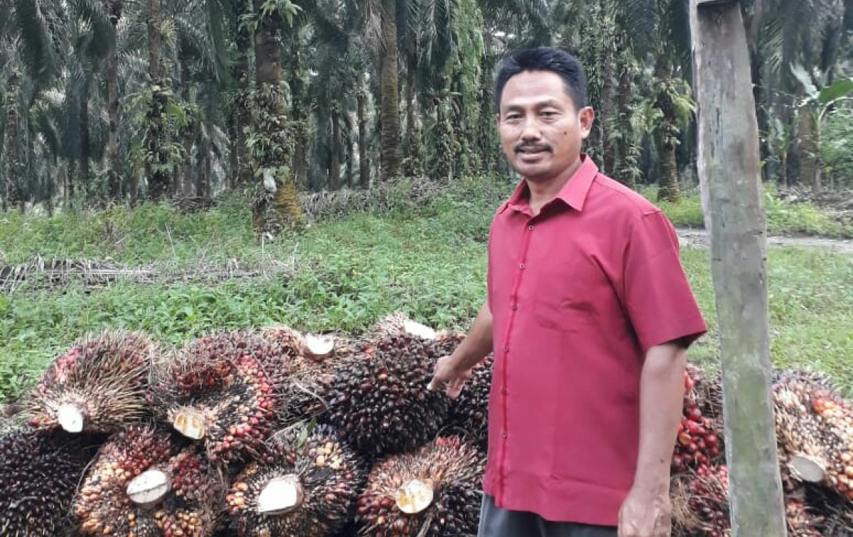 ASPEKPIR: Kami Percaya Pemerintah Perhatikan Kepentingan Petani Kelapa Sawit