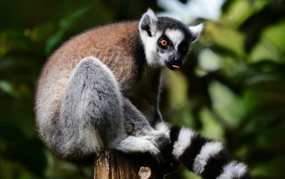 Ring Tail Lemur Jadikan Ganjar Juara Foto