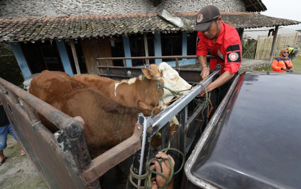 Pemerintah Indonesia Tetapkan Status Keadaan Tertentu Darurat PMK