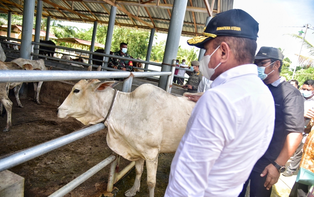 Edy Rahmayadi: Kebutuhan Hewan Kurban Sumut Mencukupi, Stok 70 Ribu Ekor