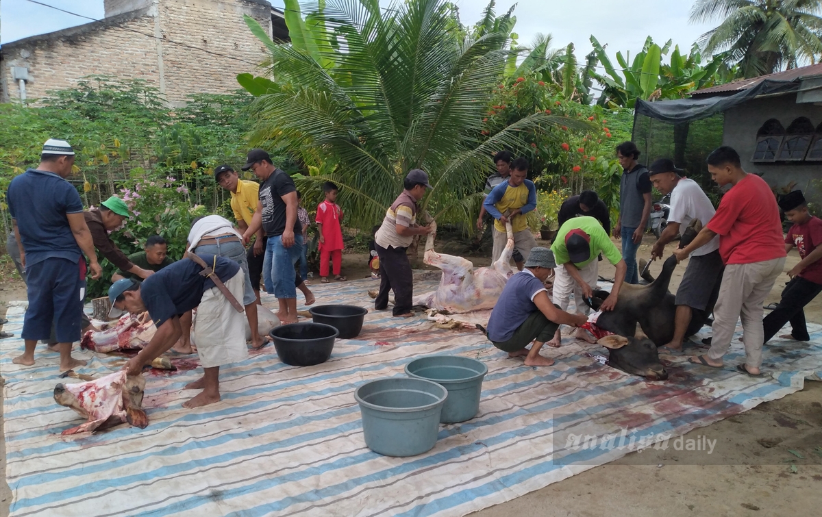 Warga Sidorejo Sembelih 8 Ekor Sapi dan 9 Kambing