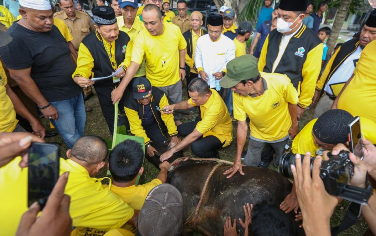 Bantu 11 Ribu Kepala Keluarga, Partai Golkar Sumut Kurban 89 Ekor Sapi