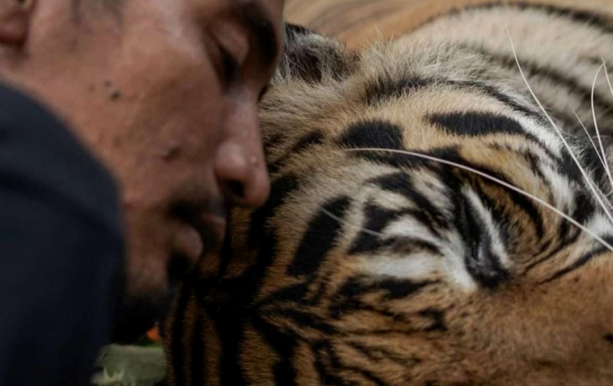 Harimau Sumatera Citra Kartini Ditemukan Mati di Kawasan Hutan Kerinci