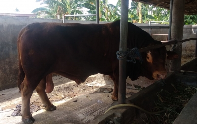 Penampakan Sapi 1 Ton Milik Peternak di Binjai yang Dibeli Jokowi untuk Kurban