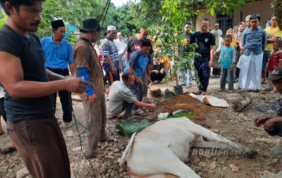 Warga Ikpos Kelurahan Pasar Sibuhuan Sembelih 9 Ekor Sapi