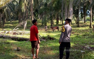 Cegah PMK, Bhabinkamtibmas Polsek Kotarih Sambangi Peternak Sapi