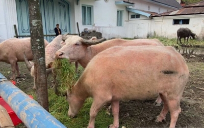 Penanganan PMK Berbasis Desa Harus Dibangkitkan Lagi