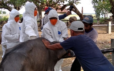 Vaksinasi dan Testing Hewan Ternak, 2 Langkah Penting Penanganan PMK