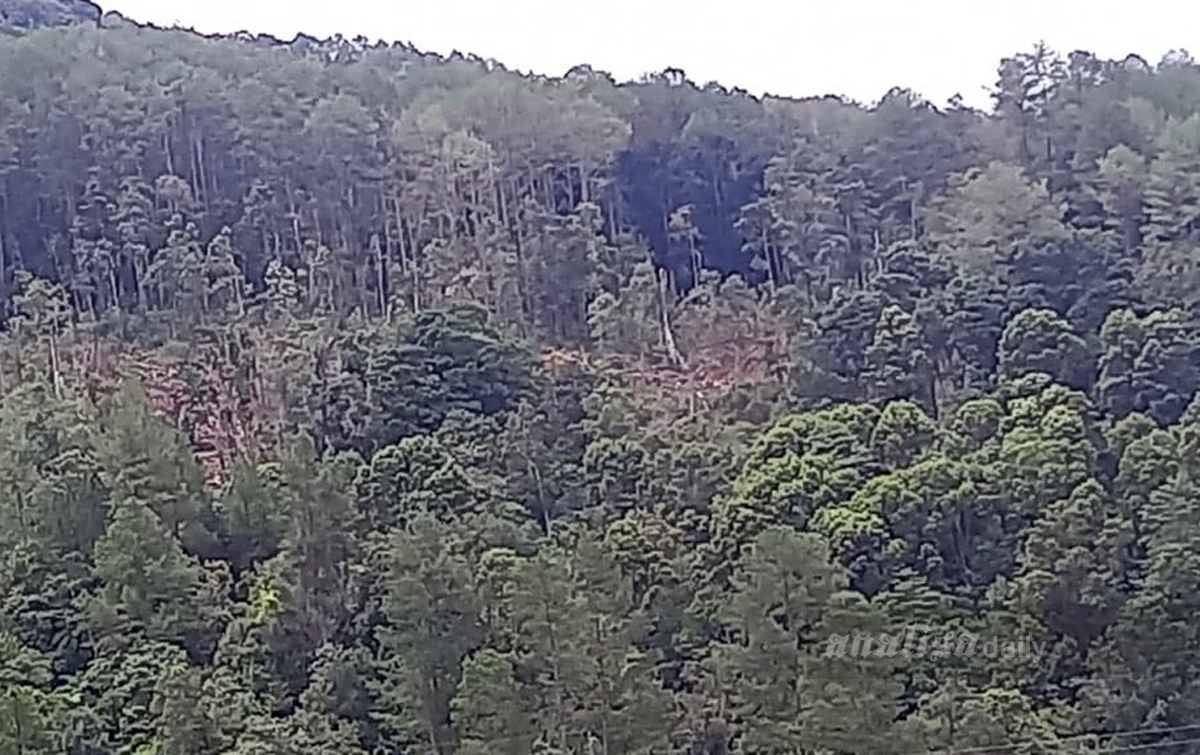 Kawasan Hutan Dolok Martimbang Ditebang, Cardo: Tidak Ada Masalah