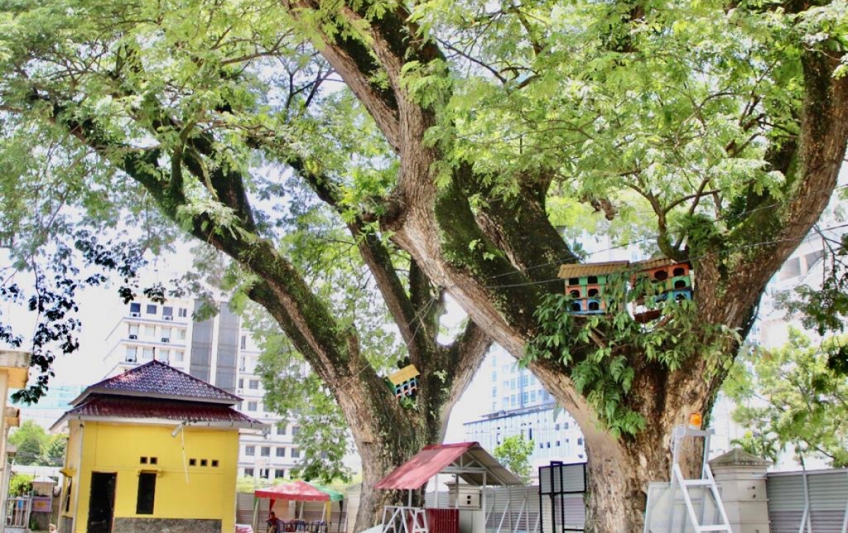 Revitalisasi Lapangan Merdeka Medan Tak Ganggu Satu pun Pohon Trembesi