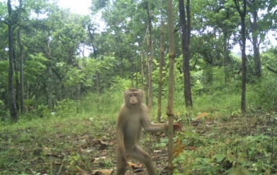 Spesies Satwa Liar Langka Tertangkap Kamera Jebak di Cagar Alam Kamboja