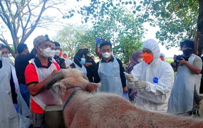 Penyakit Mulut dan Kuku, Daerah di Sumatera Utara Banyak Masuk Zona Merah