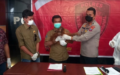 Bayi Orangutan Ditemukan di Pahae Diserahkan ke BKSDA Sumatera Utara