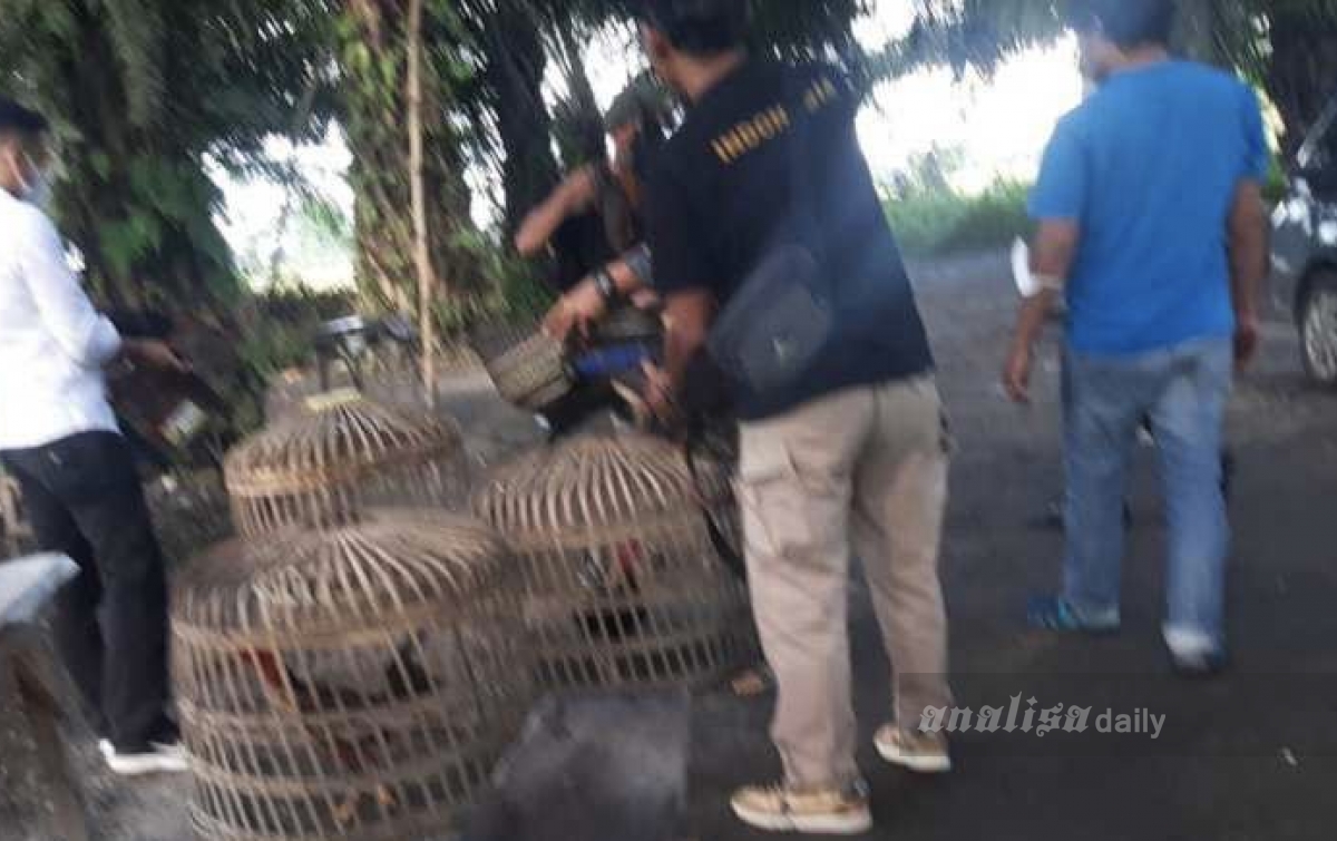 Lokasi Sabung Ayam Sei Bamban Digerebek Polisi