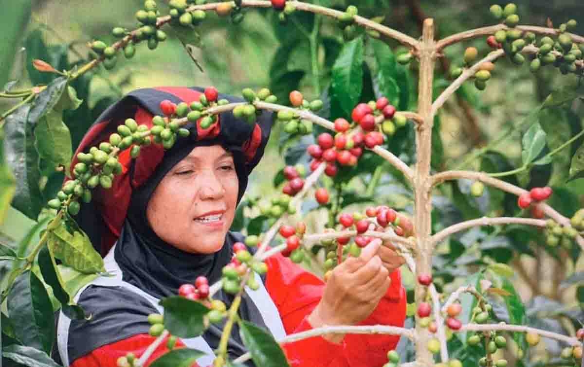 Buah Kopi Takengon Aceh sampai ke Amerika Serikat, Ini Buah Pemberdayaan UMKM BRI