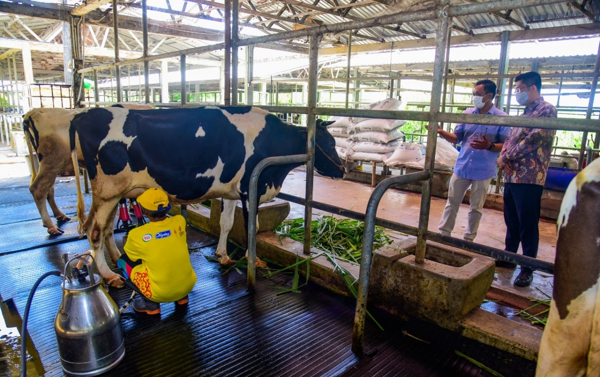 Swasta Diminta Bantu Peternak Sapi Perah