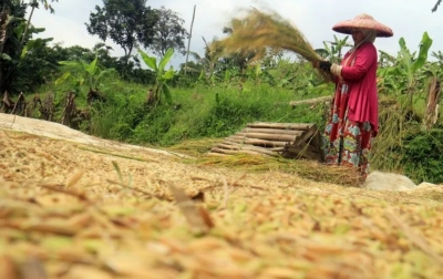 Stok Beras Secara Nasional Aman dan Stabilitas Harga Terjaga