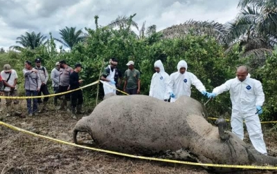 Seekor Gajah Betina Ditemukan Mati di Aceh Timur, Diduga Keracunan