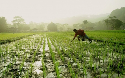 Pemerintah Targetkan Bisa Ciptakan 2,5 Juta Petani Milenial hingga 2024
