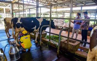 Swasta Diminta Bantu Peternak Sapi Perah