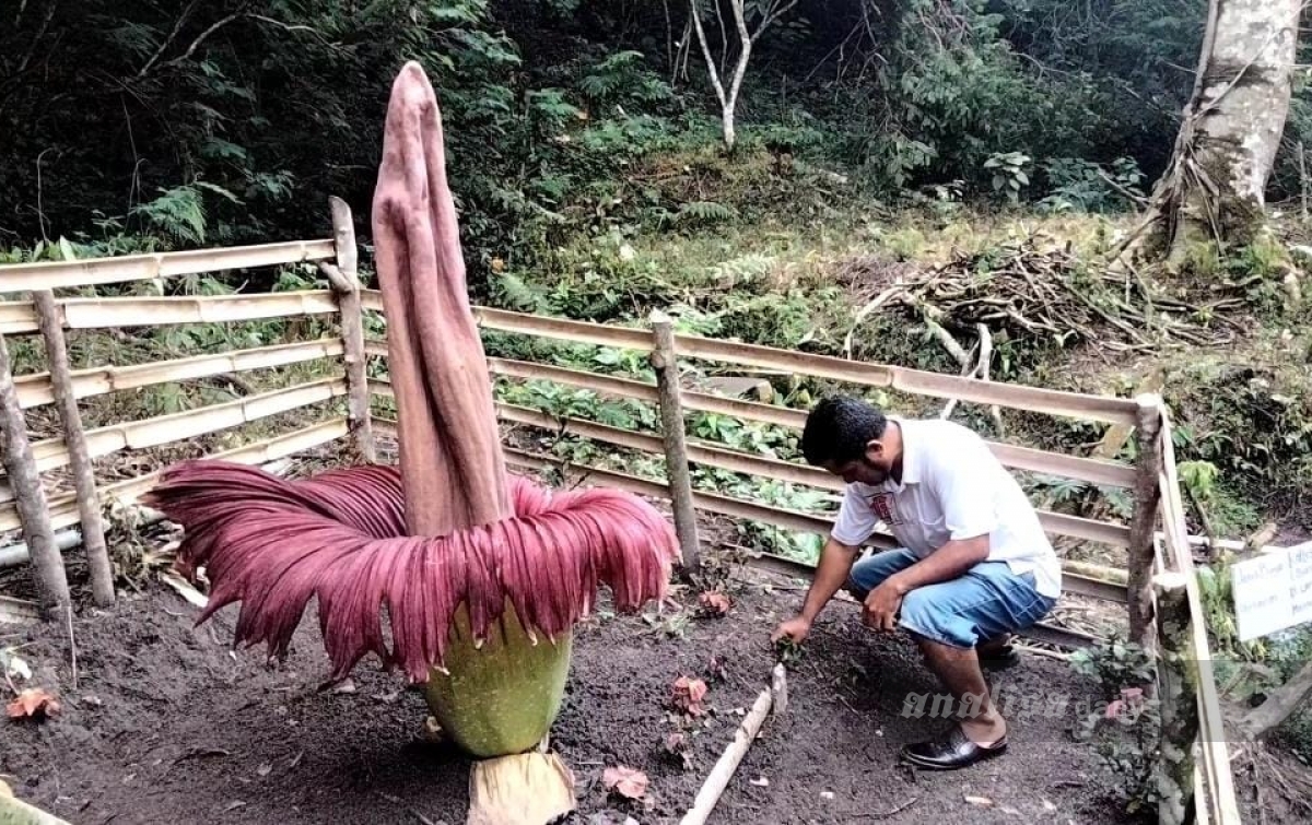 Di Tempat yang Sama, Bunga Bangkai Tumbuh Subur