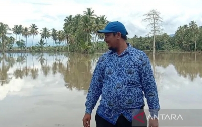 Ratusan Hektar Sawah di Angkola Gagal Panen