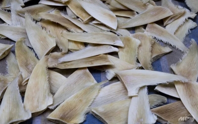 Konferensi Satwa Liar Diakhiri dengan Perlindungan 500 Spesies