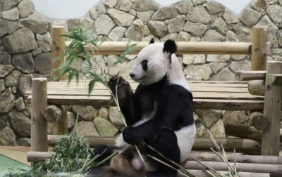 Panda Eimei Jadi Utusan Persahabatan China dan Jepang