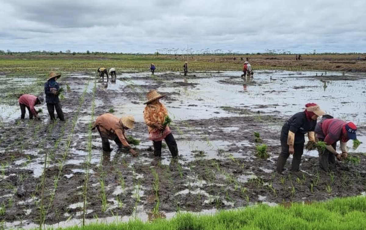 Ketua KTNA Apresiasi Program Food Estate Padi Kalteng