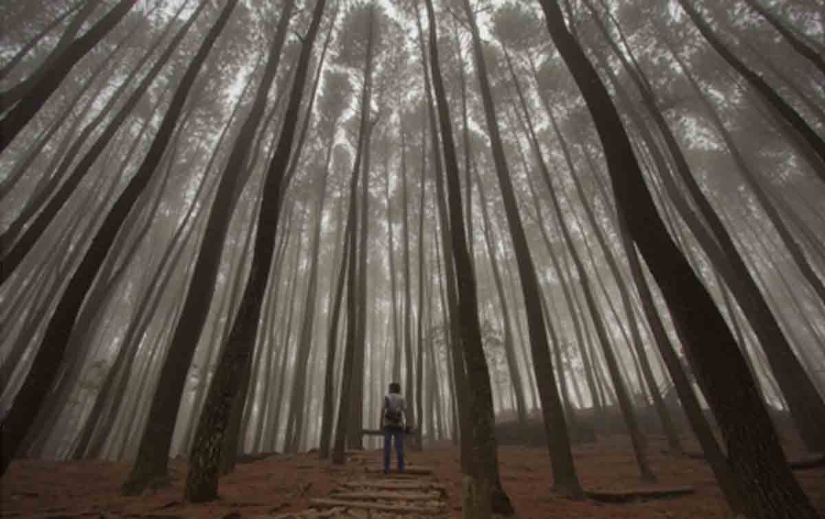 Hutan Pinus Mangunan Dlingo, Tempat Asyik untuk Healing di Jogja