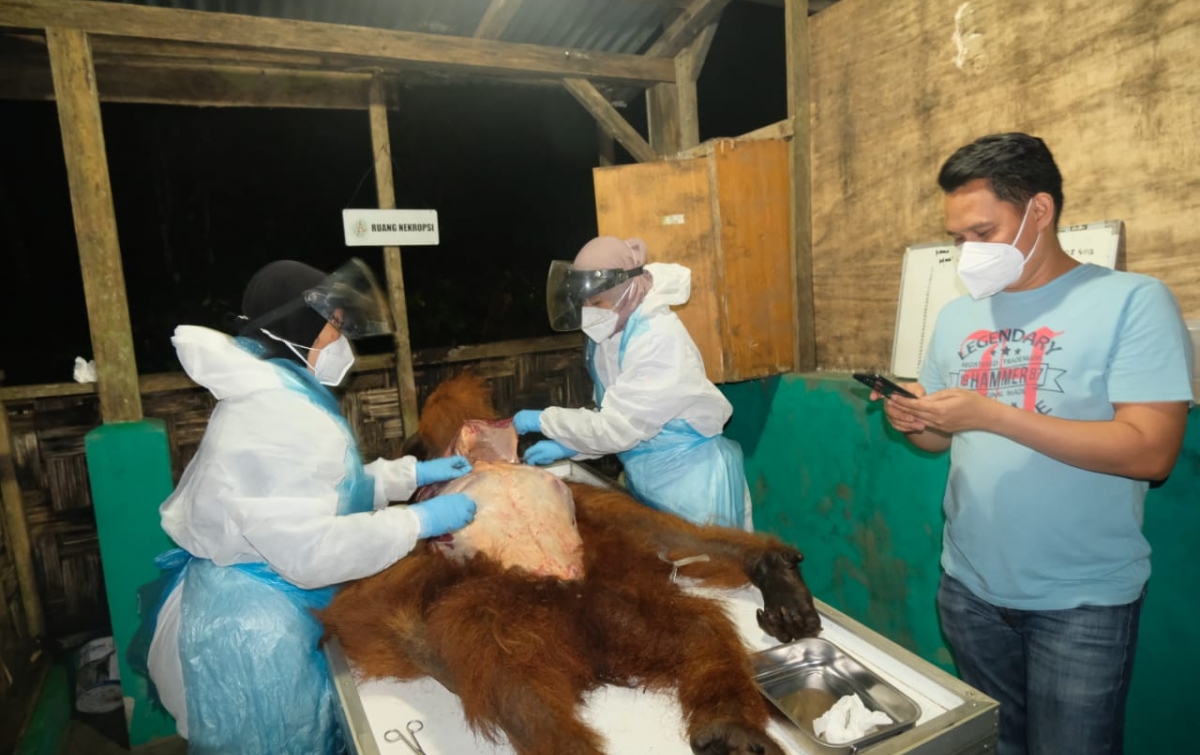 Orangutan yang Dievakuasi dari Mardindinding Karo Mati