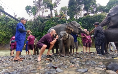 Lindungi Ekosistem Gajah, Harimau dan Orangutan Demi Generasi Masa Depan