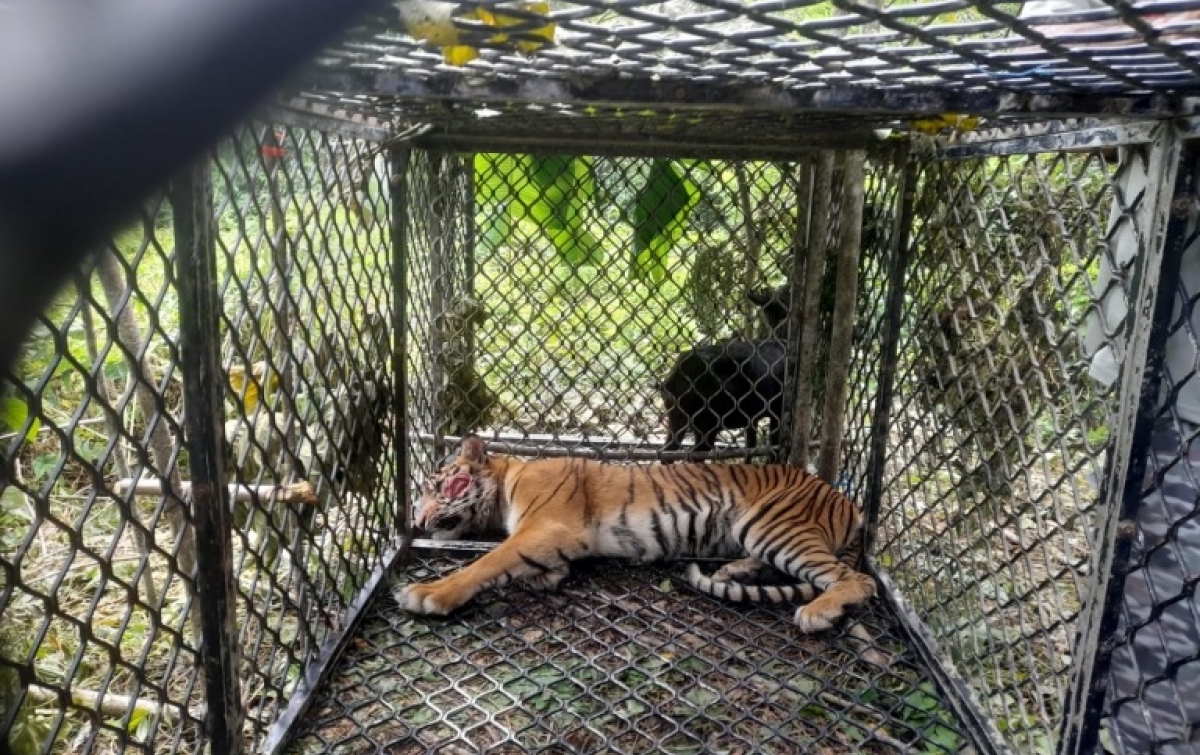 Harimau yang Terkam 3 Warga di Aceh Selatan Ditangkap