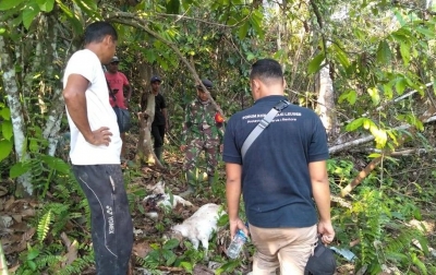 3 Ekor Kambing Milik Warga Aceh Timur Dimangsa Harimau