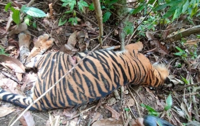 Seekor Harimau Ditemukan Mati di Aceh Timur, Diduga Karena Racun