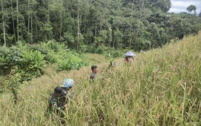 TNI Bantu Petani Panen Padi di Perbatasan Indonesia-Malaysia