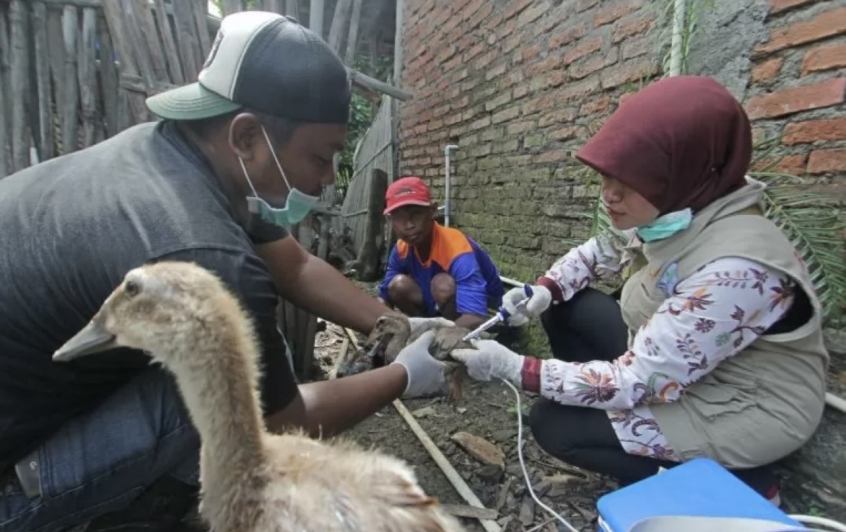 Meski Jarang Terjadi, Penularan Flu Burung ke Manusia Tetap Berisiko