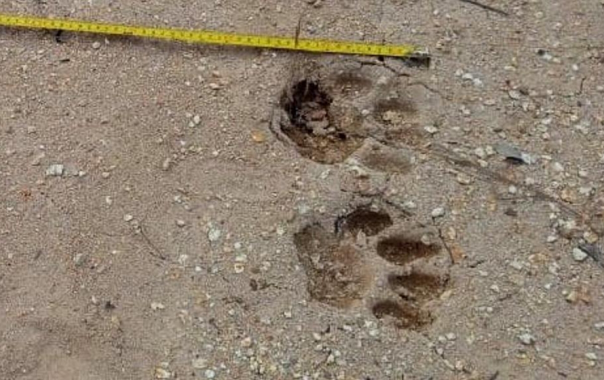 Warga Angkola Timur Dihebohkan Hilangnya 3 Ekor Sapi, Diduga Diterkam Harimau