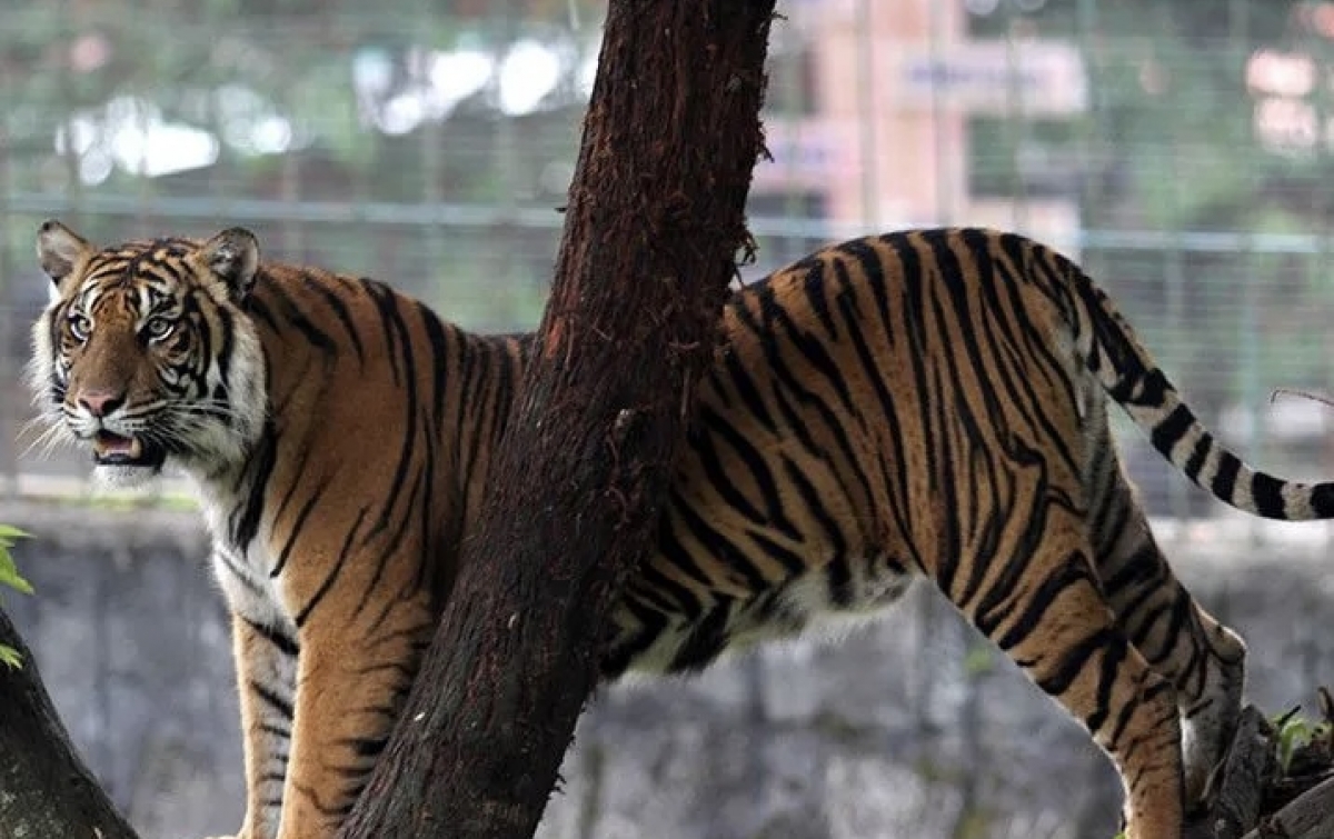 Harimau Diduga Kembali Terkam Ternak Warga