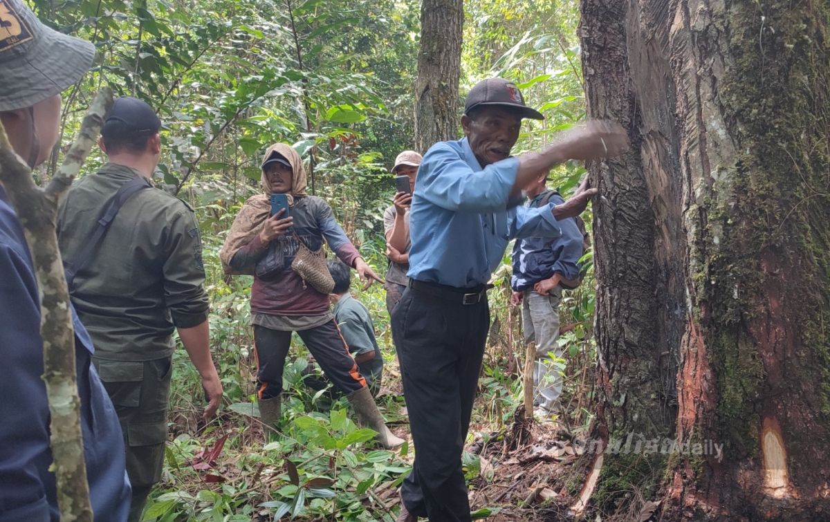 Warga Diimbau Tidak Deres Getah Pinus