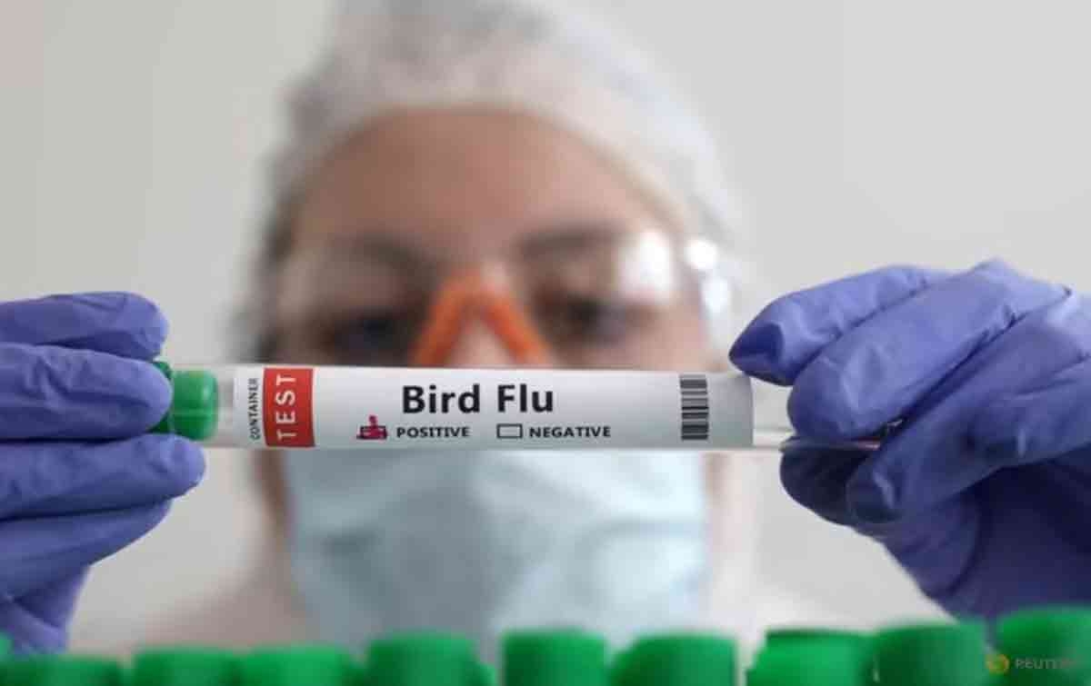 Kematian Akibat Flu Burung Pertama Tercatat di China