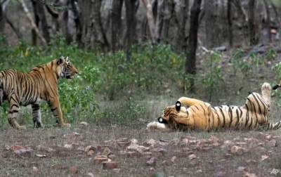 Populasi Harimau India Naik di atas 3.000 Ekor